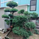 植木の剪定！姫路便利屋コンシェル★